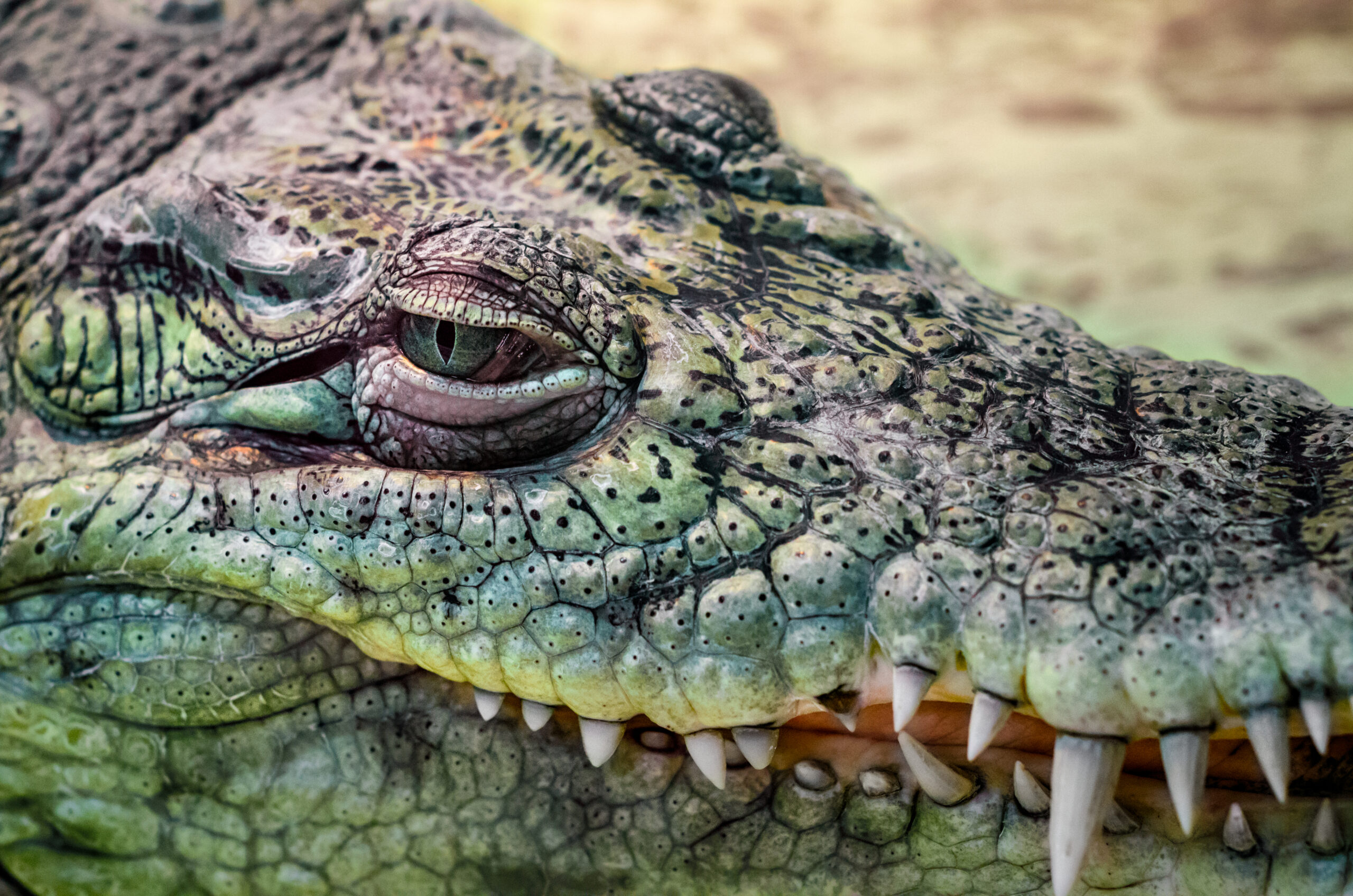vecteezy crocodile head with toothy mouth and green eye close up on a 2289563 scaled